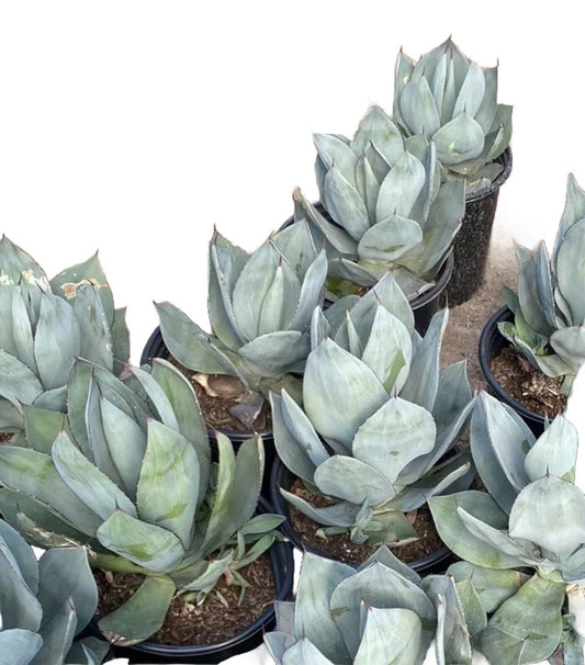 10+ Year Old Nova Agave Turquoise Drought Tolerant Western Accent Home Garden