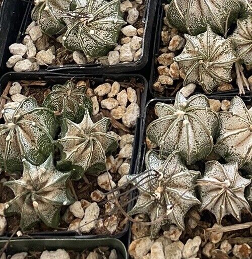 (5) Astrophytum capricorne cactus Heads In A 4 Inch Pot DIY BCN