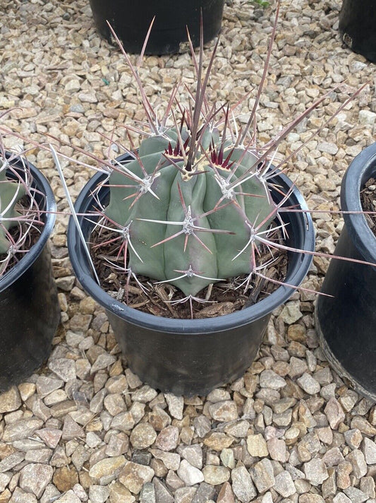10" Wide Aprox. Ferocactus Barrel Cactus Multiple Available, Variety DIY Garden