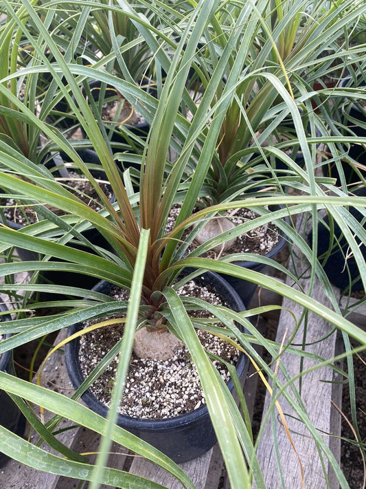 10 Yr Old Ponytail Palm - Beaucarnia recurvata - Live Plant In A One Gallon Pot