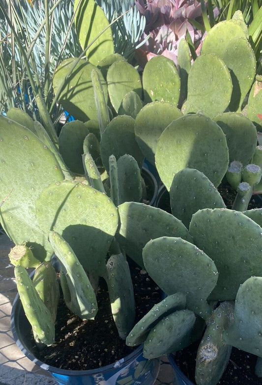 (2) THICK Opuntia Lime Green Prickly Pear Cactus In A 1.5 Gallon Pot HD