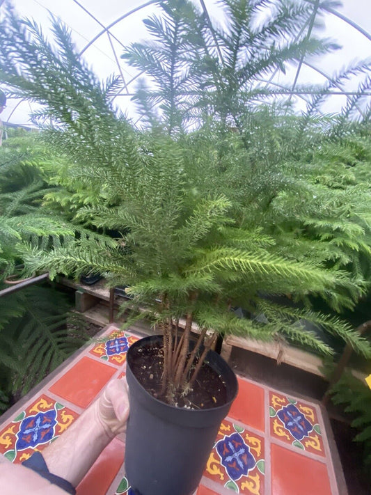 (7) Norfolk Pine Araucaria heterophylla Plants In A 4 Inch Pot GT