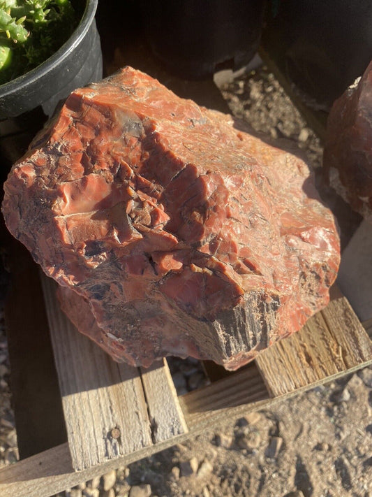 1 Pound Of Arizona Deep Red Petrified Wood