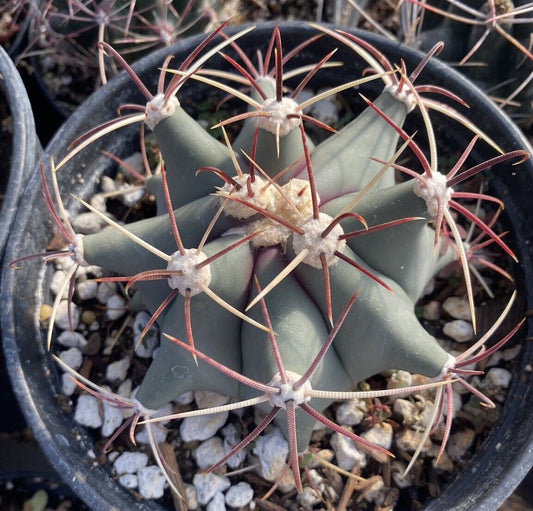 1 Gallon Baja Barrel Cactus Ferocactus